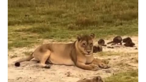 One day he’ll have the loudest roar