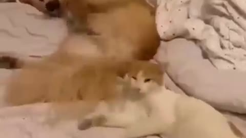 Best FunnyFunny Animal Videos Of The 2022 🤣 - Funny weee animal moments Videos 2021_