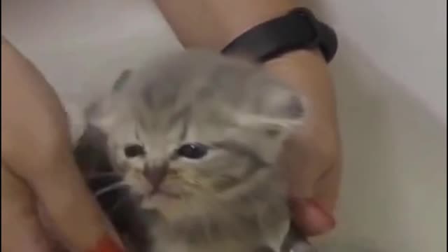 #The_Loveliest_Animals cute kitten