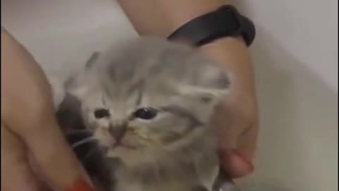 #The_Loveliest_Animals cute kitten