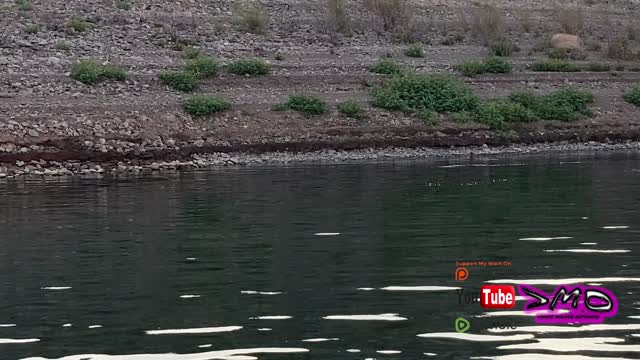 Lake Mead Wildlife. Giant Pack of Coyotes!