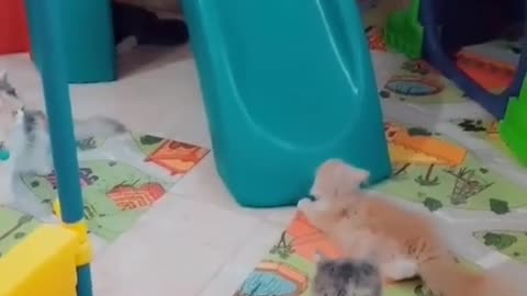 Kitty playing funny