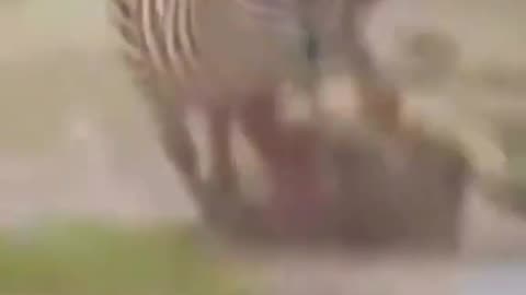 Loin Attack to Zebra
