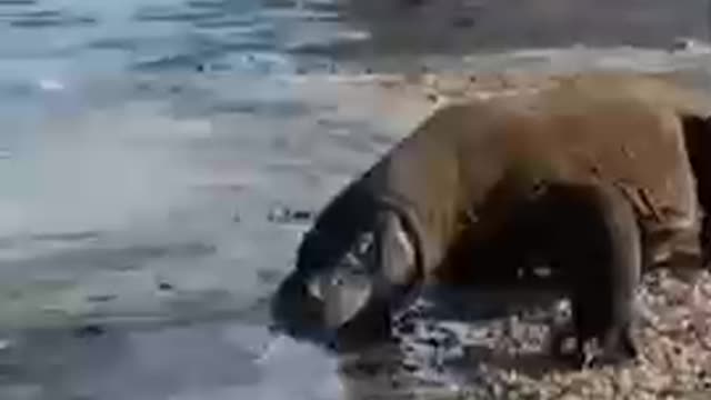 Animal video magar