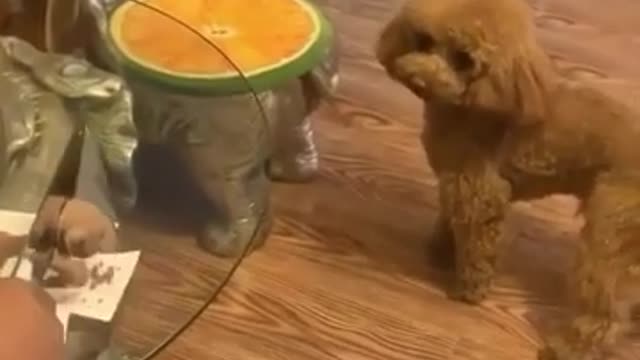 Cutting Dog shaped Cake in Front of Dog / see his reaction