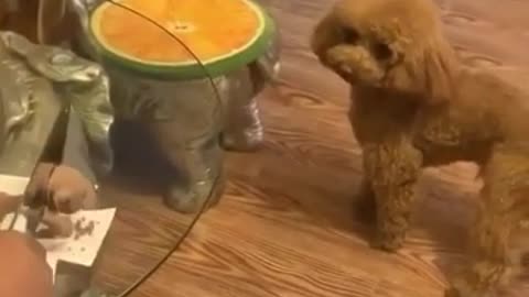 Cutting Dog shaped Cake in Front of Dog / see his reaction
