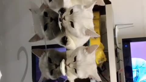 A group of kittens having dinner