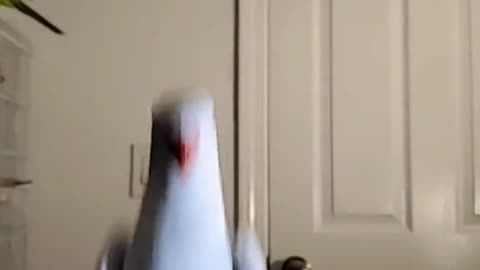 a parrot say weeeeee!