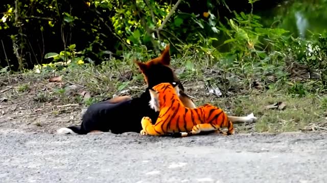 Pranking dogs with fake tiger