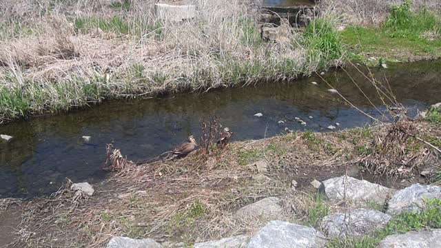 Resting duck