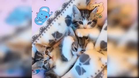 Funny cat compilation part-4😁🥰