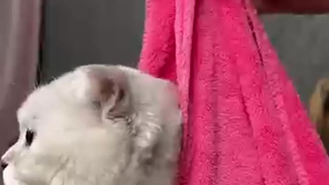 Cat and puppy parfectly cuddle with each other