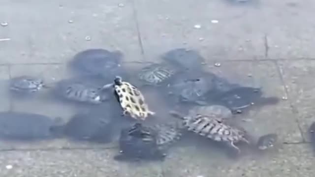 everyone needs friends sometimes