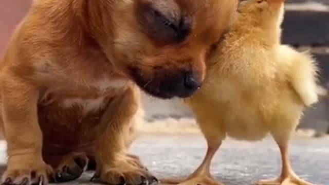 Dog funny video