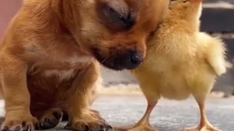 Dog funny video