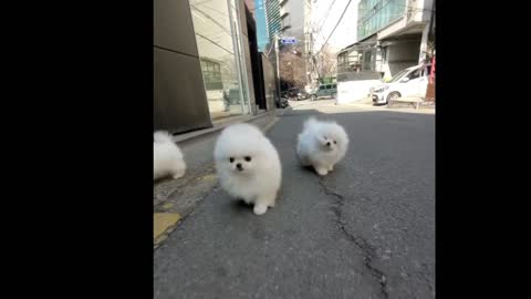 cutest dogs