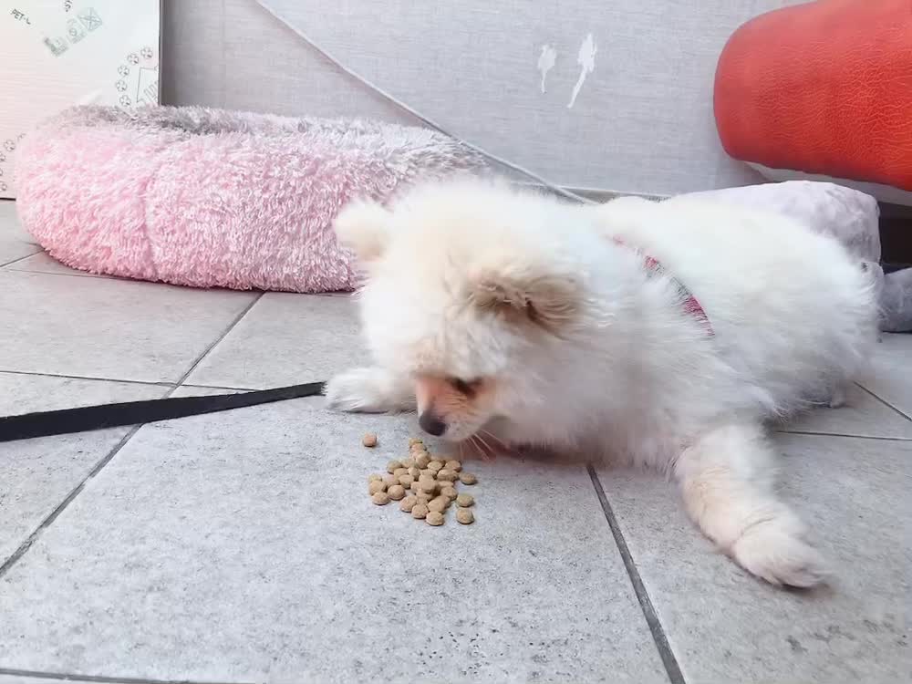 It's so hot, a puppy lying on the floor and eating food hahaha