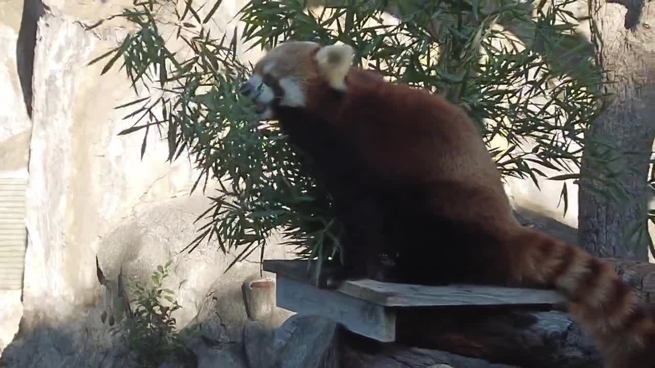 cute animal a red panda