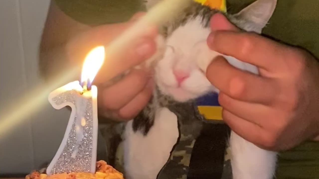 Combat Kitty's First Birthday