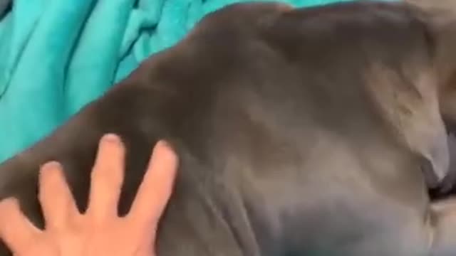SUPER CUTE VIDEOS CAT AND DOGS # viral video !!!