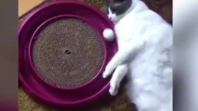 funny kittens