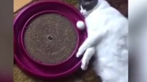 funny kittens