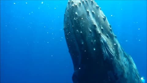 Diving with Humpback Whale 🐳