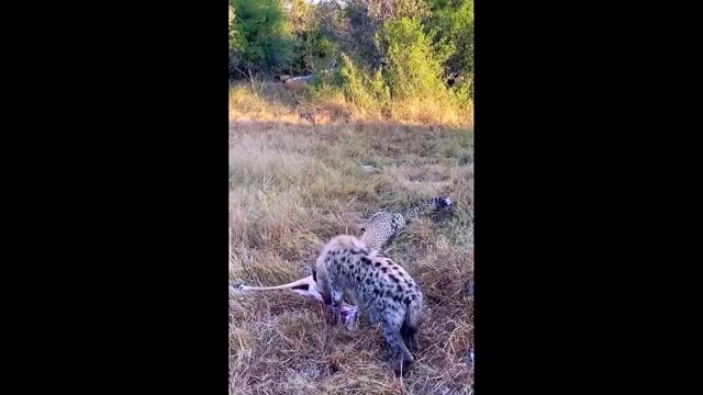 The jackal and the leopard don't fight