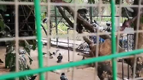 flock of pigeons