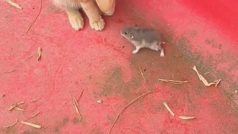 Sweet time for naughty cats🥰🥰