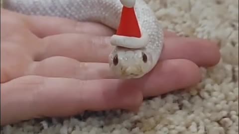 Snack with santa claus hat 🎅🎅🎅