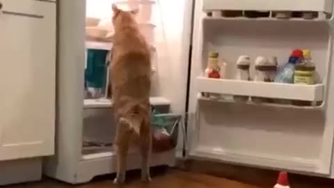 Funny Animals videos