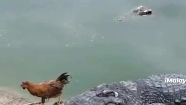 Animal