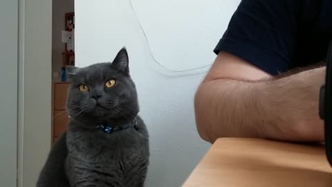 The cat asks to eat