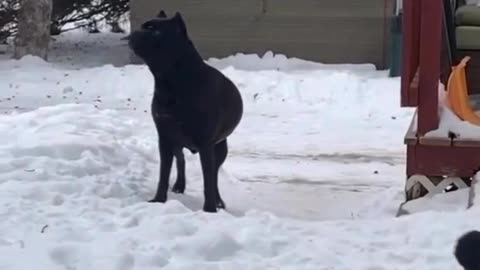 Dare to approach #canecorsolovers #dogs #protector #viral #beast #puppy #bear #canecorso #newyear