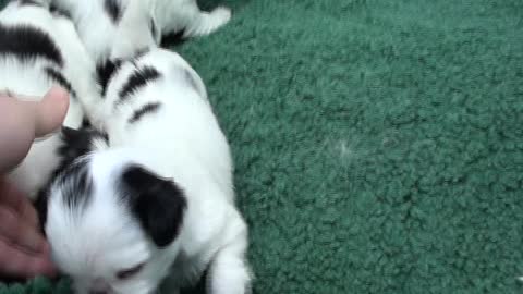 Japanese Chin