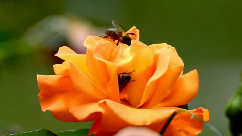 the best time for bees 2