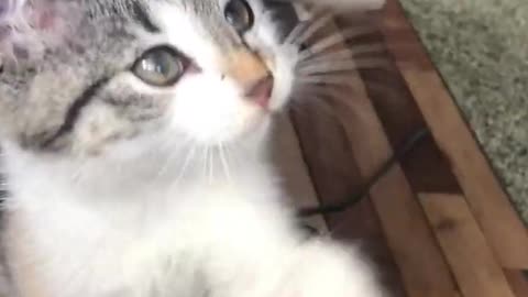 A cute Ragdoll cat new funny videos 2021