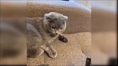 Laughing cat ll fun with cat ll jumping cat ll cat sit in dustbin