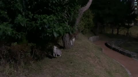 a cat playing with a leaf