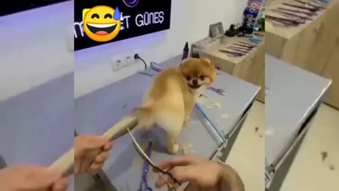 Cute & Funny Animals Videos 🐕‍🦺 Pets, Dogs & 🐱 Cats Compilation #pets #animals