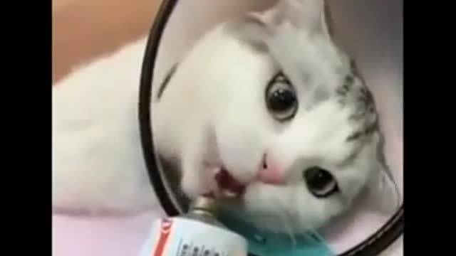 Watch these pets go really crazy- really funny and cute