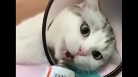 Watch these pets go really crazy- really funny and cute