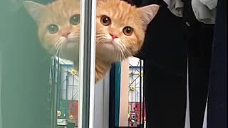 Cat unveils intense facial expression for the camera