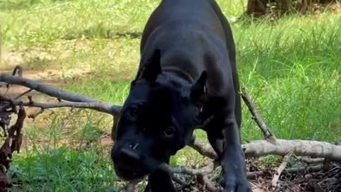 Are you really hungry? Tree to eat son