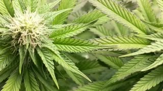 Lemon cherry gelato x Grand balls cookies #6 and crescendo RBx1 wk 4 bud