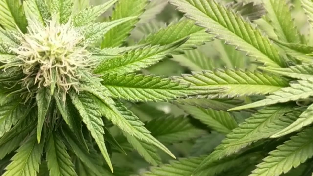 Lemon cherry gelato x Grand balls cookies #6 and crescendo RBx1 wk 4 bud