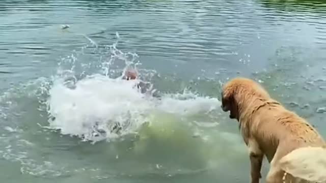 My three dogs are playing in the water in the river