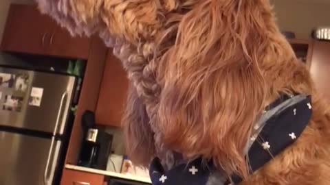 Tan dog with blue scarf on howls in kitchen