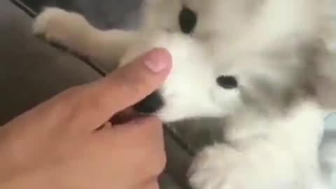 This nursing puppy is biting its owner's finger.